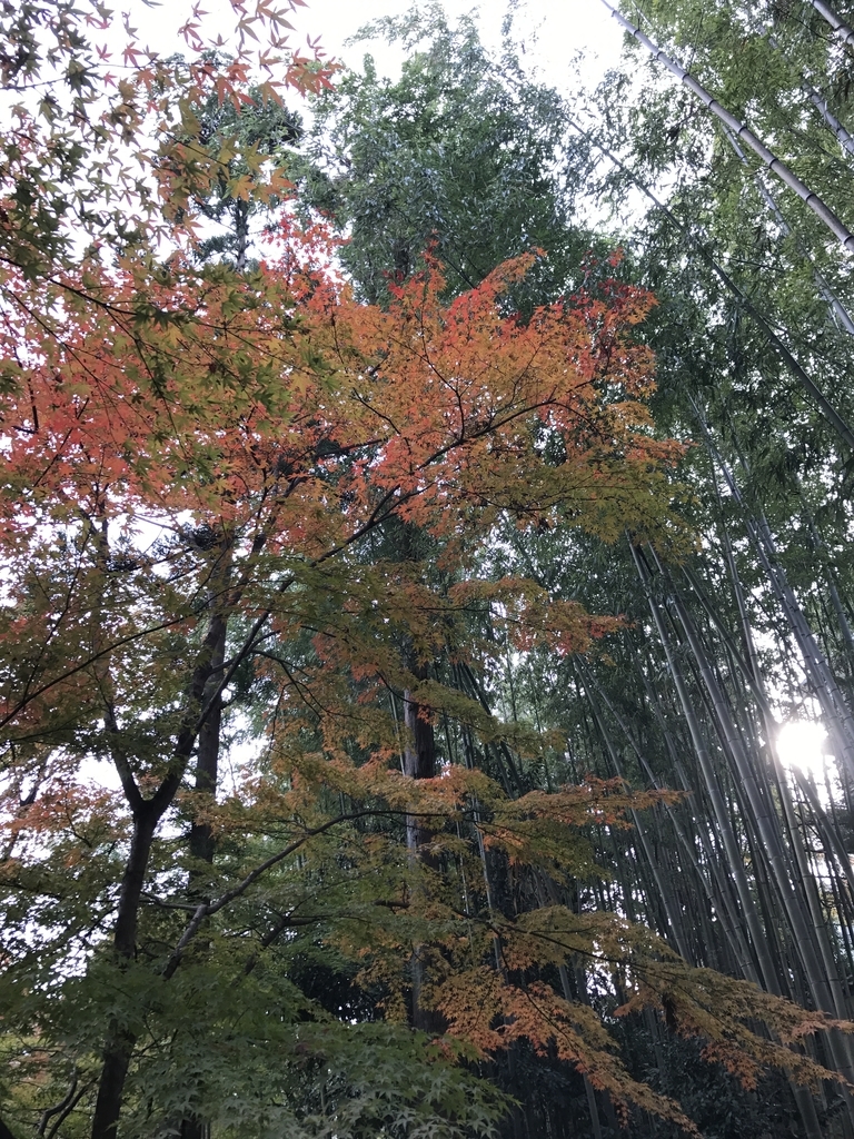 f:id:kyotosan:20181128205802j:plain f:id:kyotosan:20181128205802j:plain