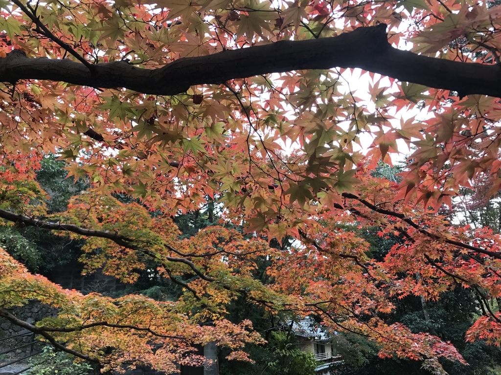f:id:kyotosan:20181128205853j:plain f:id:kyotosan:20181128205853j:plain