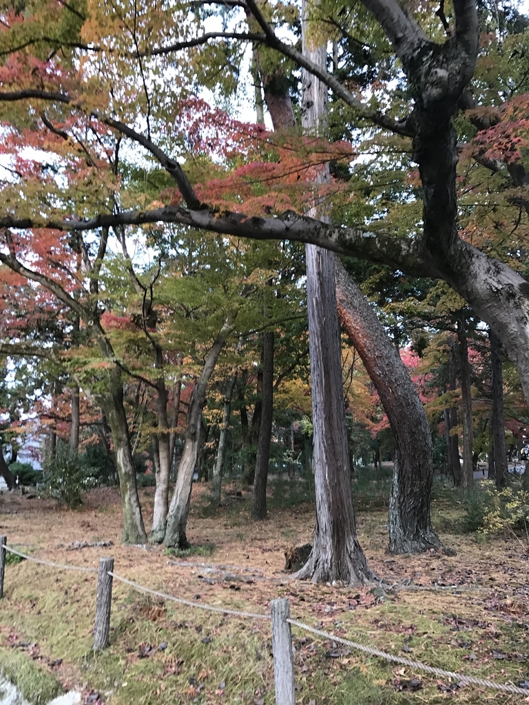 f:id:kyotosan:20181128210207j:plain f:id:kyotosan:20181128210207j:plain