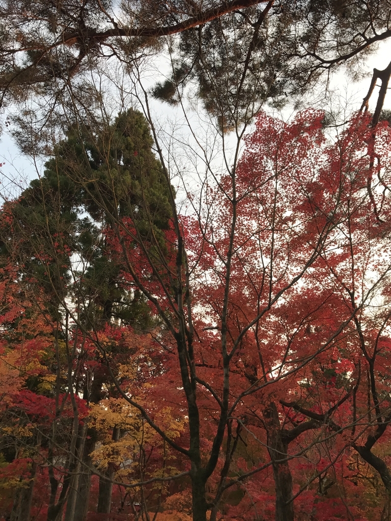 f:id:kyotosan:20181128210317j:plain f:id:kyotosan:20181128210317j:plain