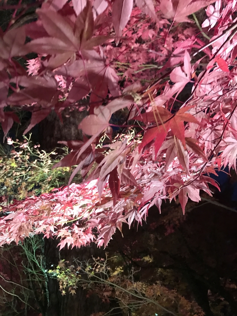 f:id:kyotosan:20181128211004j:plain f:id:kyotosan:20181128211004j:plain