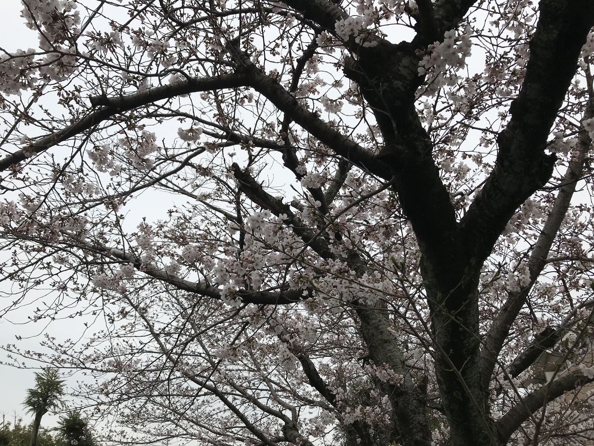 f:id:kyotosan:20200330213550j:plain f:id:kyotosan:20200330213550j:plain