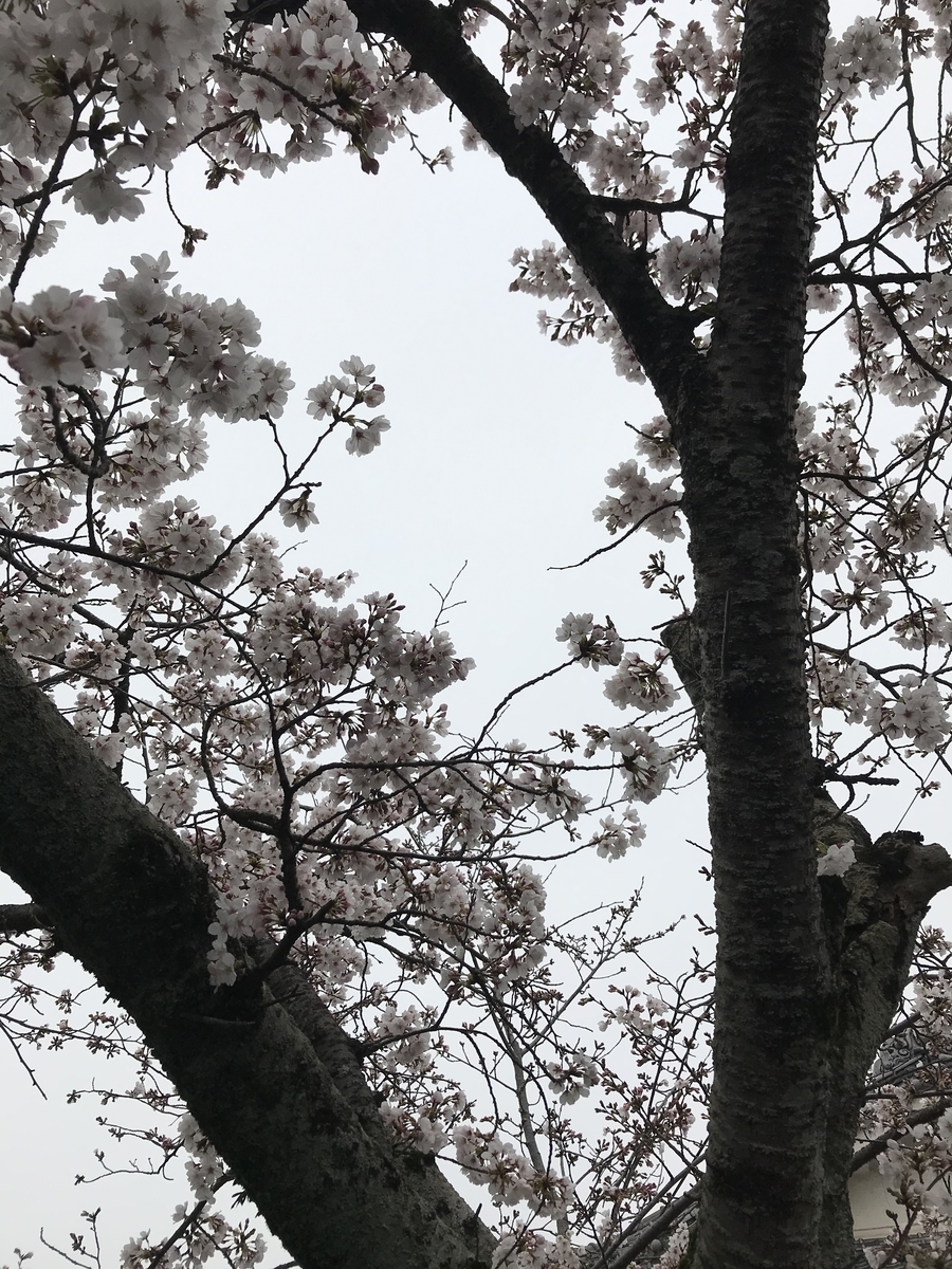 f:id:kyotosan:20200330213737j:plain f:id:kyotosan:20200330213737j:plain