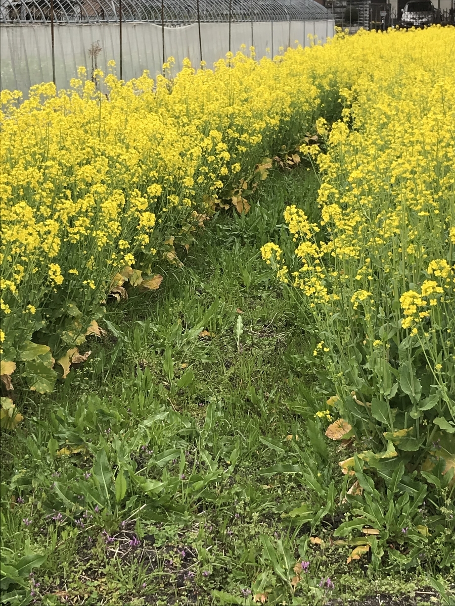 f:id:kyotosan:20200330214647j:plain f:id:kyotosan:20200330214647j:plain