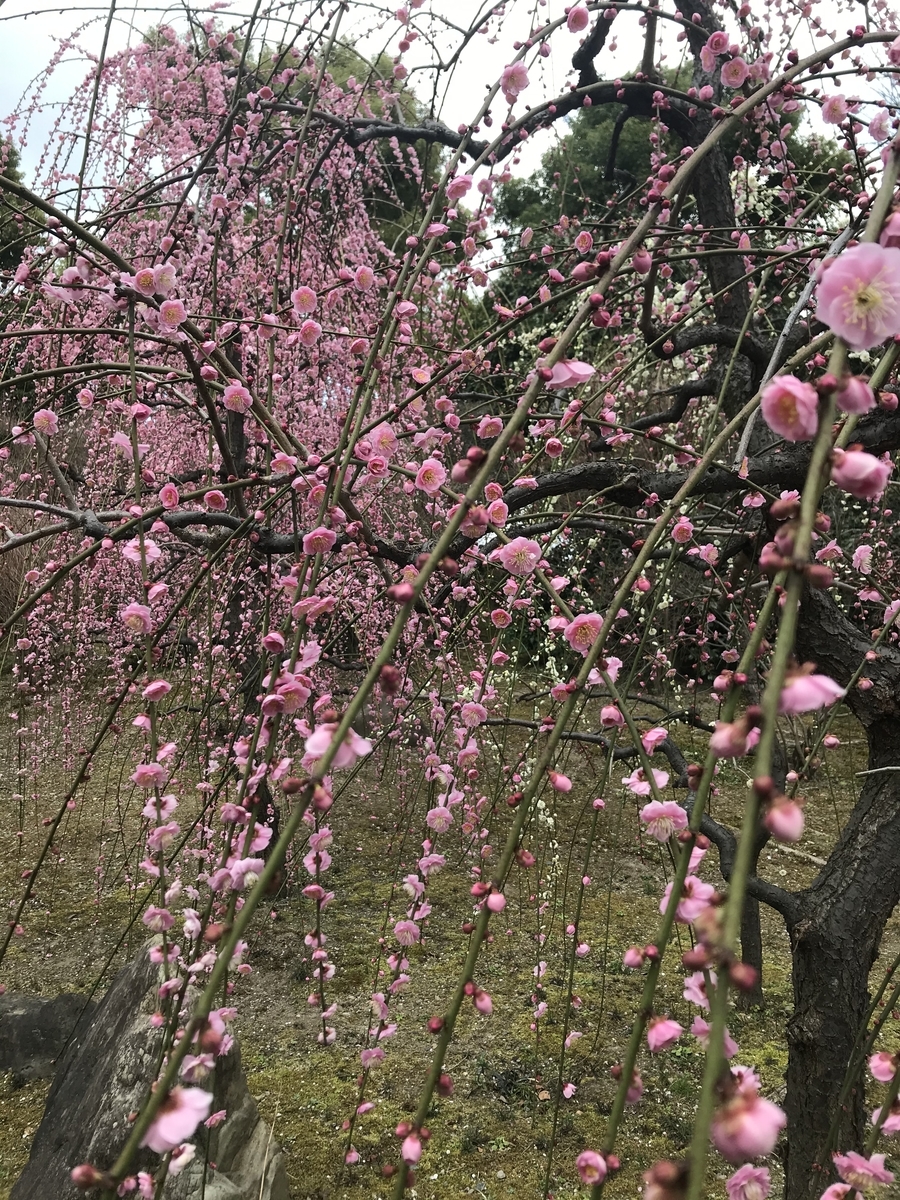 f:id:kyotosan:20210223192934j:plain