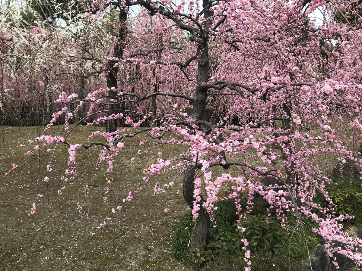 f:id:kyotosan:20210223193125j:plain