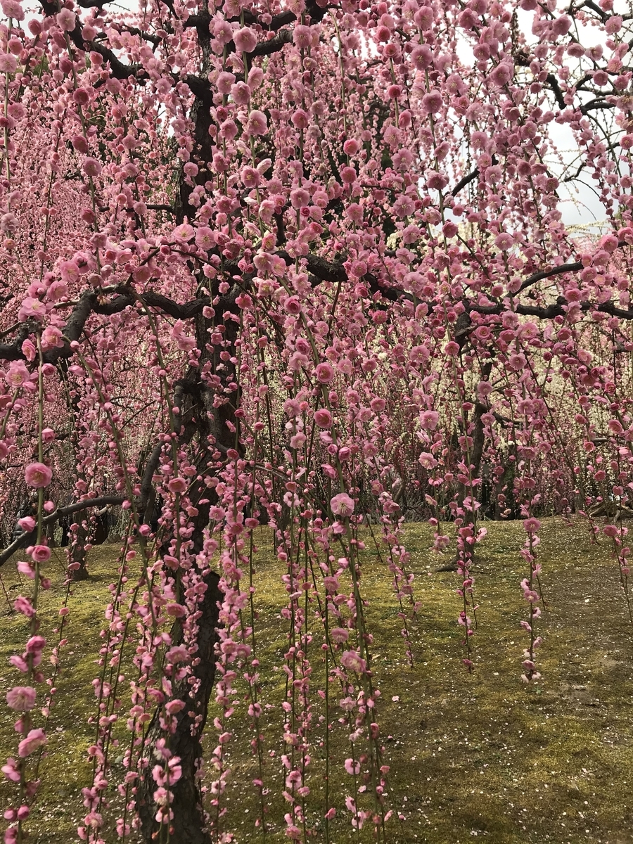 f:id:kyotosan:20210223193205j:plain