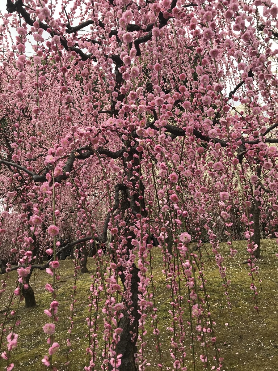 f:id:kyotosan:20210223193250j:plain