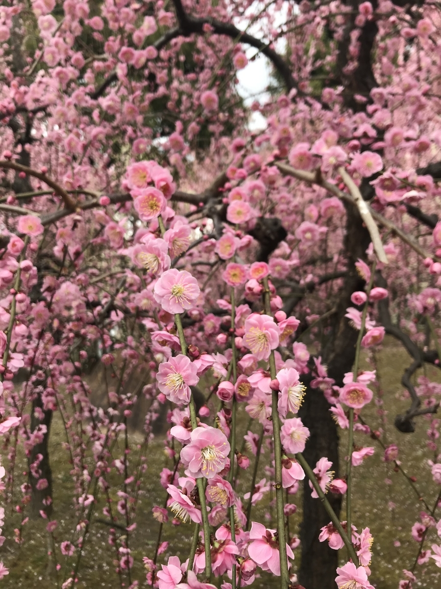 f:id:kyotosan:20210223193318j:plain