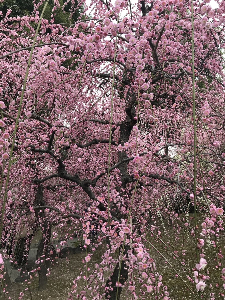 f:id:kyotosan:20210223193444j:plain