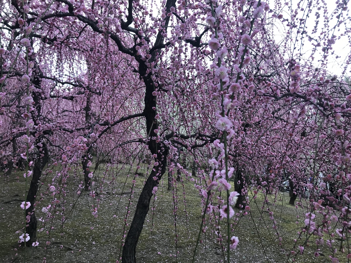 f:id:kyotosan:20210223193521j:plain