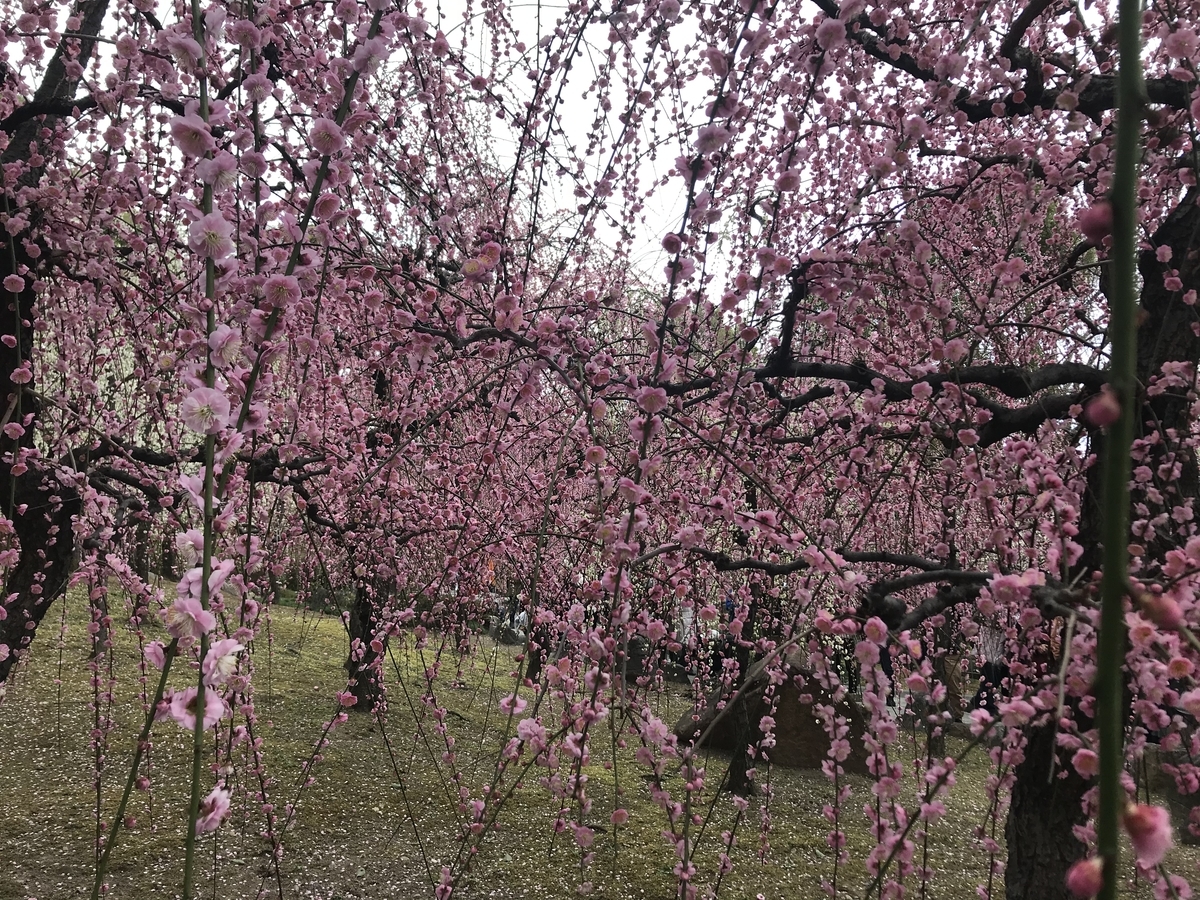 f:id:kyotosan:20210223193545j:plain