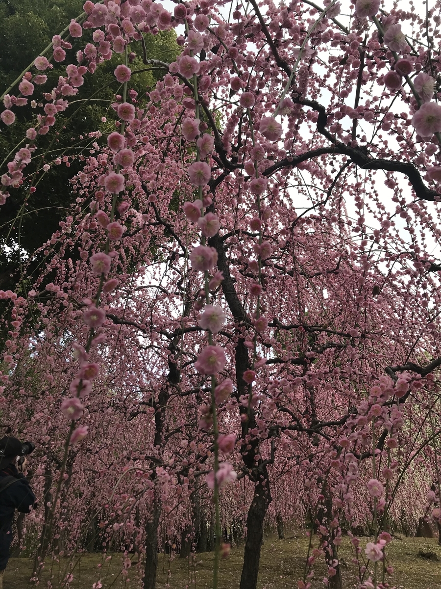 f:id:kyotosan:20210223193604j:plain