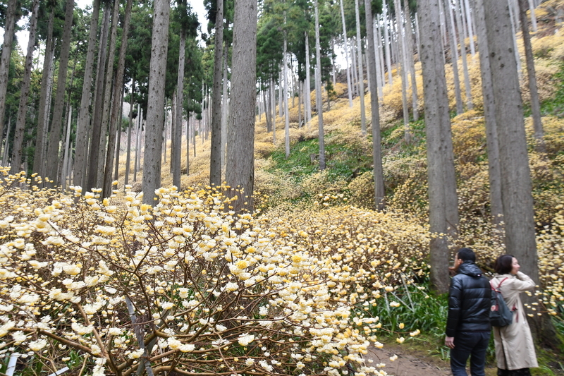 f:id:kyotoside:20220202134444j:plain