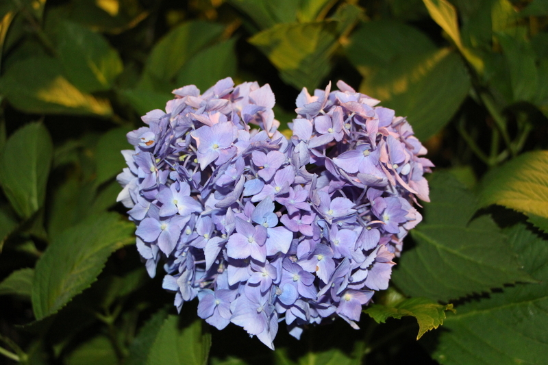 f:id:kyotoside:20220202145833j:plain