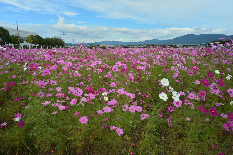 f:id:kyotoside:20220202152843j:plain