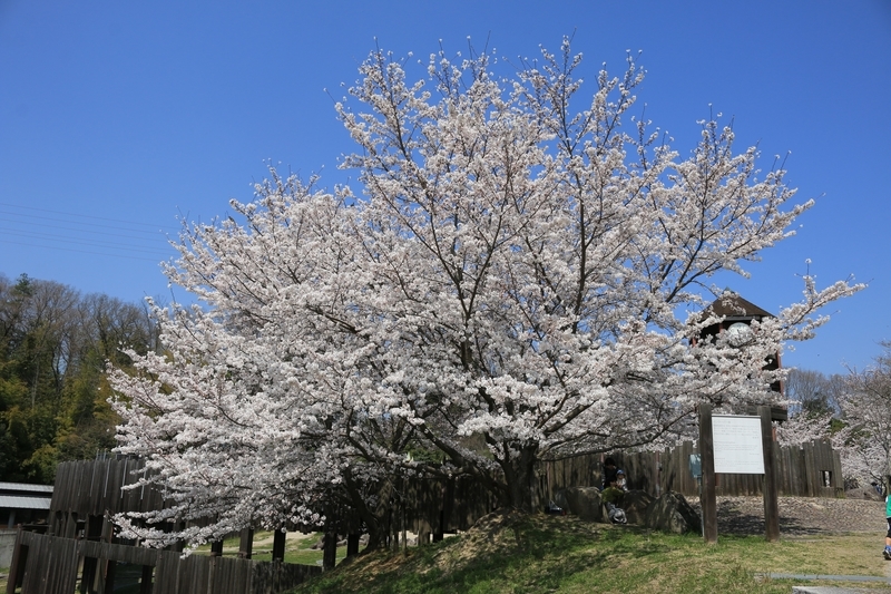 f:id:kyotoside:20220202160733j:plain