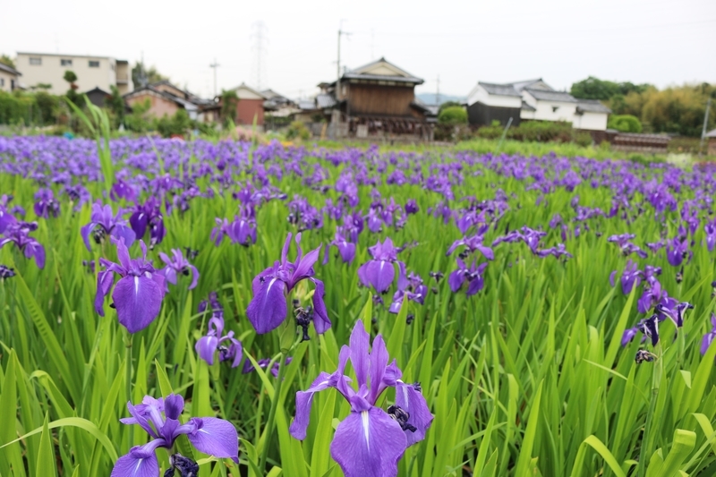 f:id:kyotoside:20220202161131j:plain
