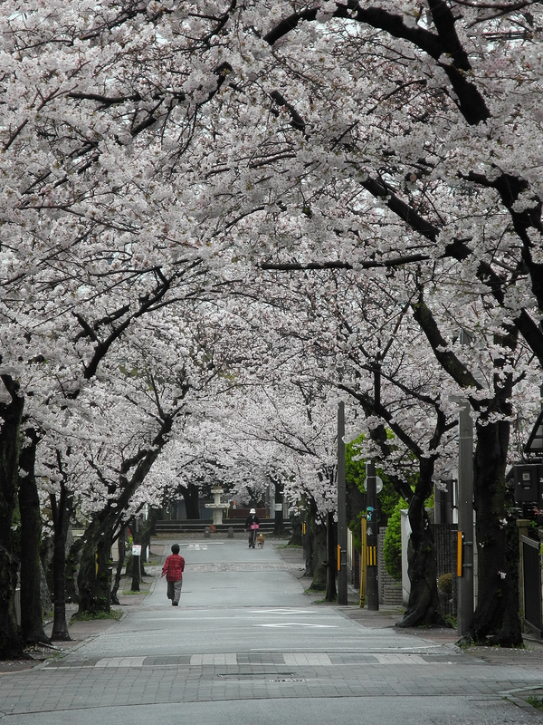 f:id:kyotoside:20220202162100j:plain