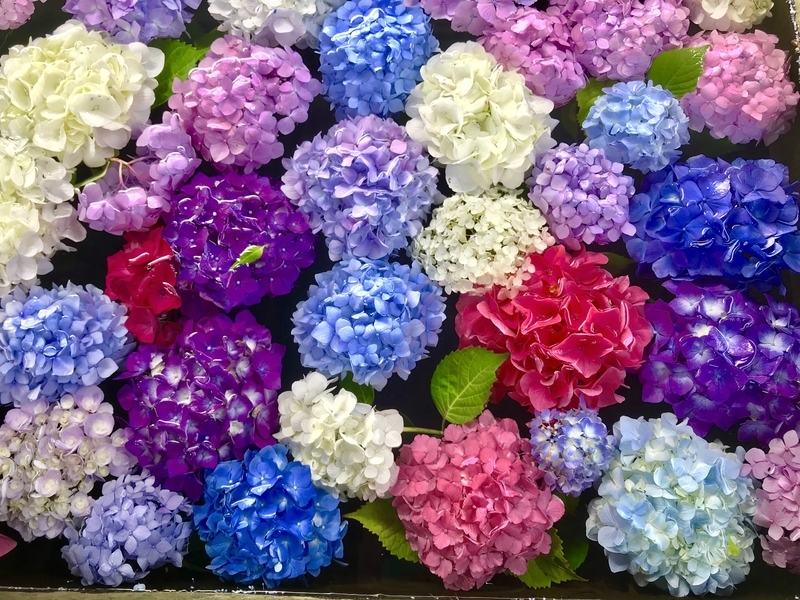 f:id:kyotoside:20220203103235j:plain