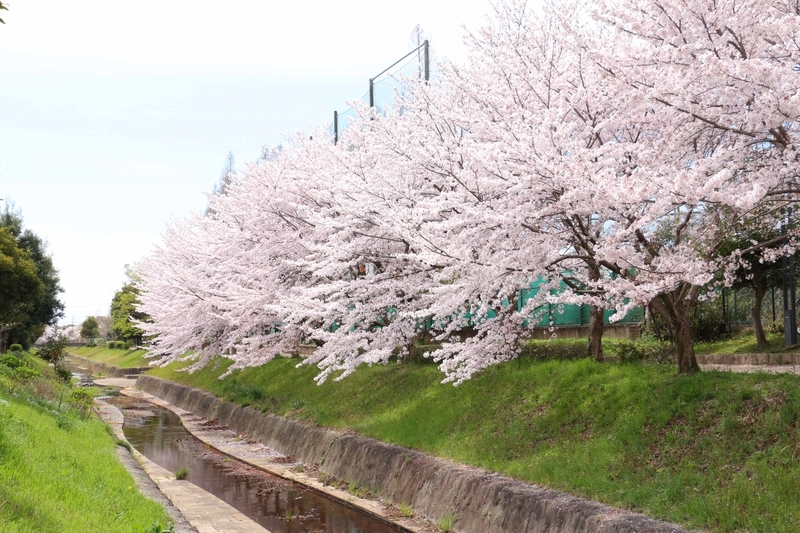 f:id:kyotoside:20220203125638j:plain