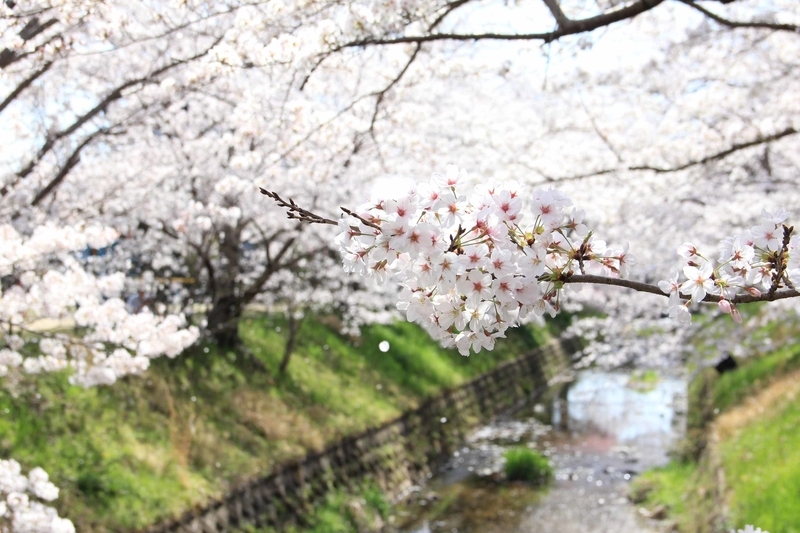 f:id:kyotoside:20220203125701j:plain