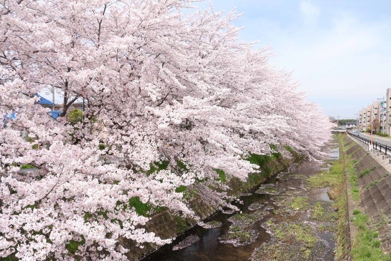 f:id:kyotoside:20220203125708j:plain