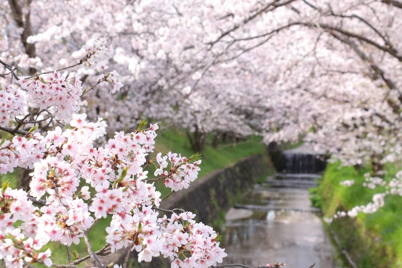 f:id:kyotoside:20220203130110j:plain