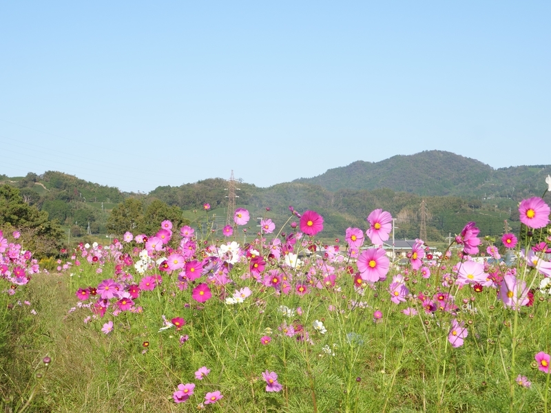 f:id:kyotoside:20220203154329j:plain