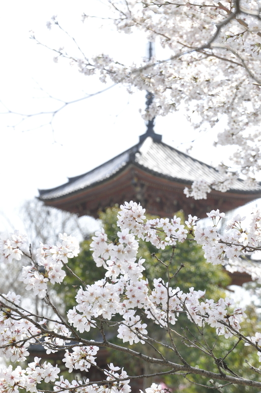 f:id:kyotoside:20220203160408j:plain
