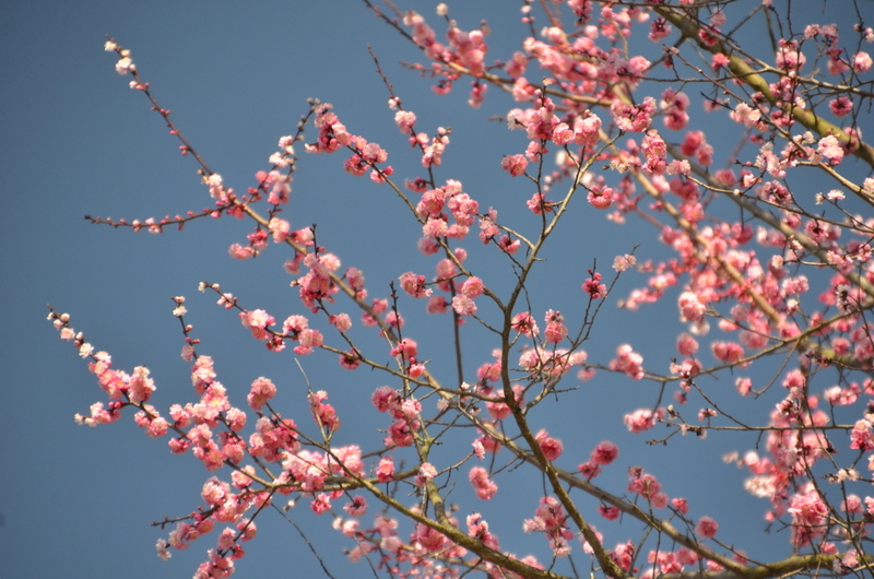 f:id:kyotoside:20220204125200j:plain