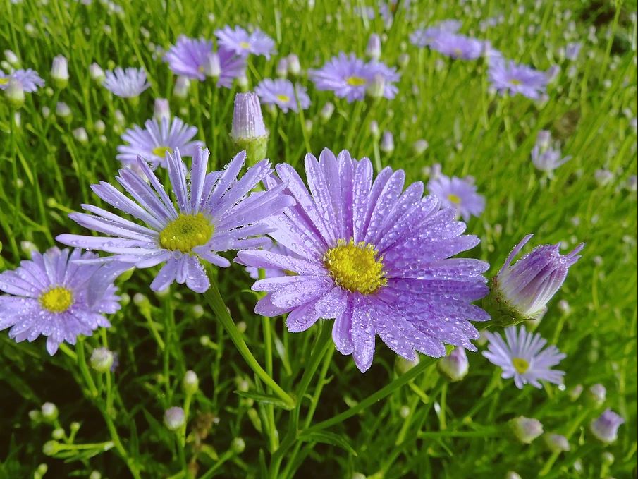 京都の隠れ避暑地で発見 花の色が変わる不思議なお花畑 Kyoto Side 知られざる 京都 の魅力を発信