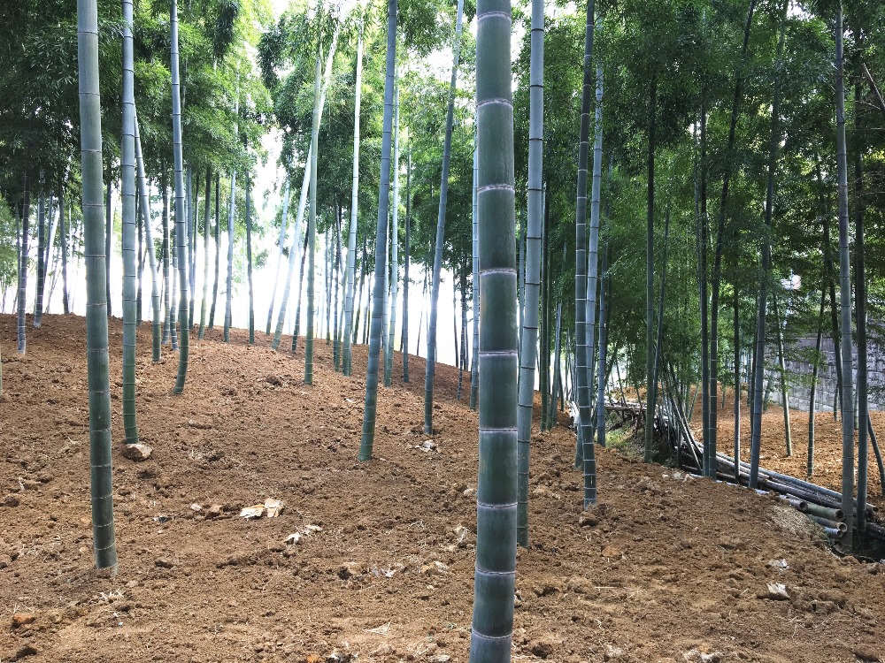 配送もできる 今が旬な竹の里 乙訓エリアの京たけのこ Kyoto Side 知られざる 京都 の魅力を発信