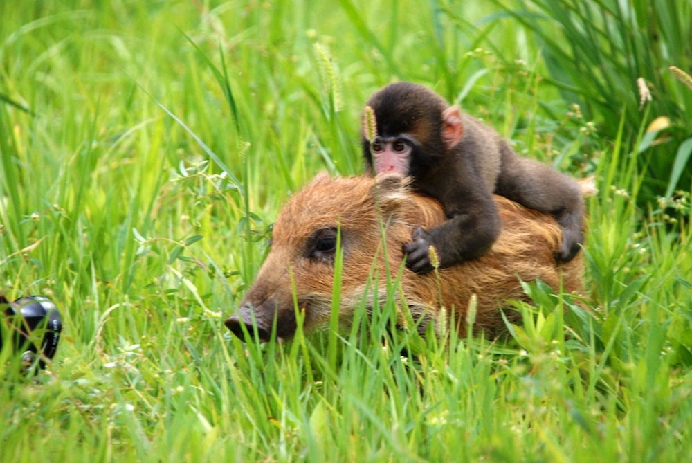 京都府内の動物園で見つけた 癒される動物フォト Kyoto Side 知られざる 京都 の魅力を発信 京都府内の動物園で見つけた 癒される動物フォト Kyoto Side 知られざる 京都 の魅力を発信