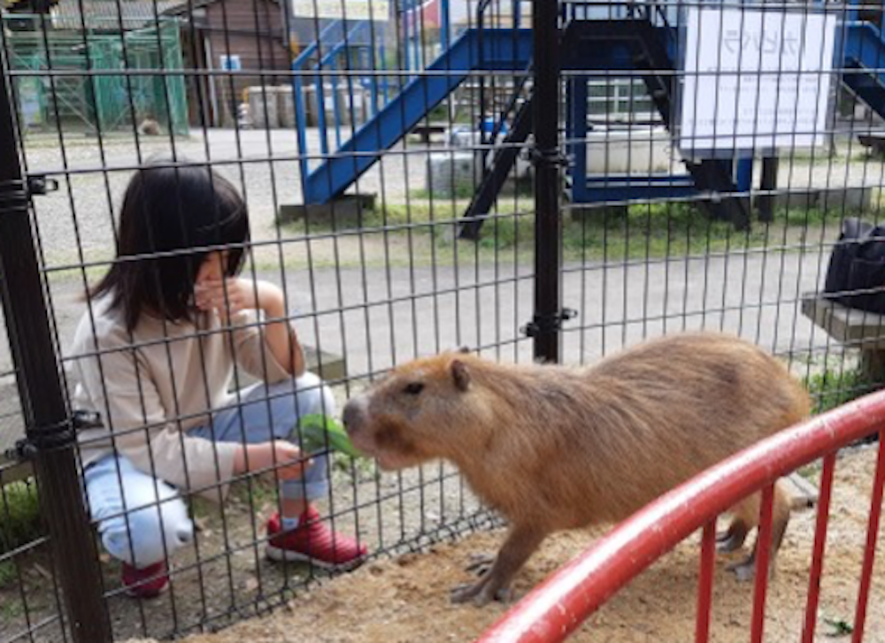 京都府内の動物園で見つけた 癒される動物フォト Kyoto Side 知られざる 京都 の魅力を発信
