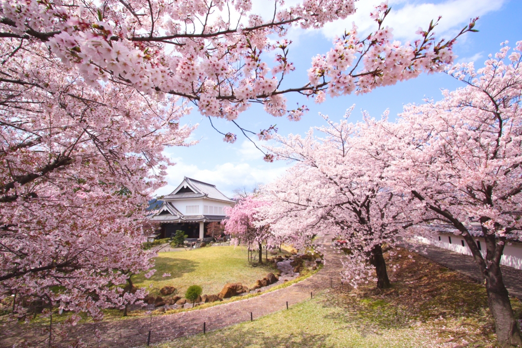 21 密を避けたもうひとつの京都エリア穴場の桜 散策 ドライブ編 Kyoto Side 知られざる 京都 の魅力を発信 21 密を避けたもうひとつの京都エリア穴場の桜 散策 ドライブ編 Kyoto Side 知られざる 京都 の魅力を発信