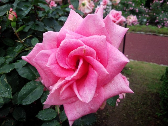 f:id:kyotoside_writer:20210415185241j:plain