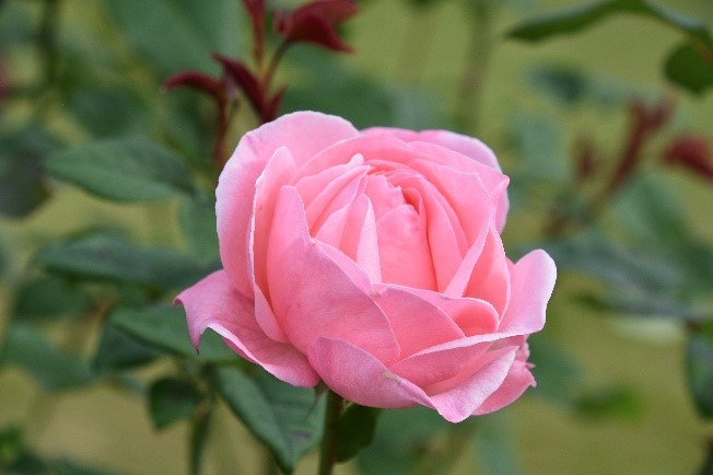 f:id:kyotoside_writer:20210415185324j:plain