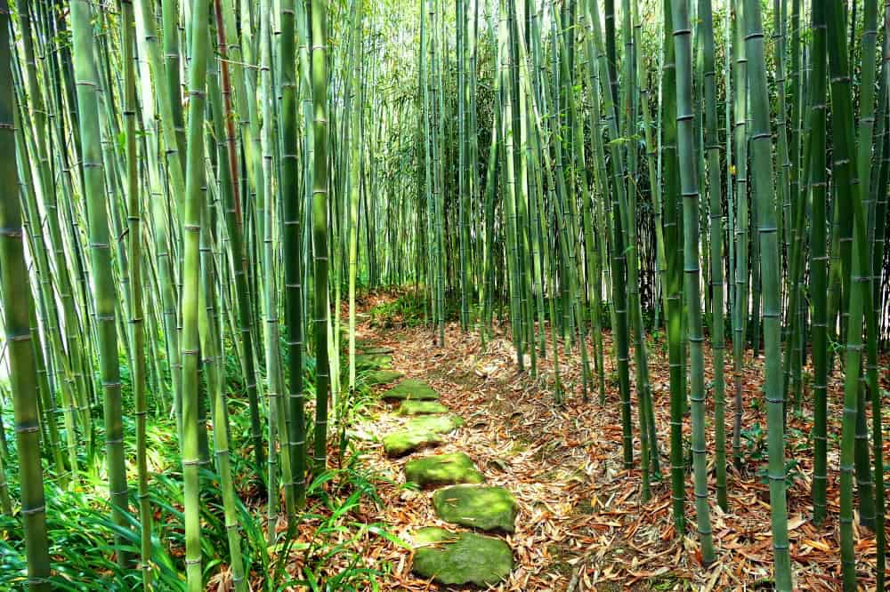 竹林