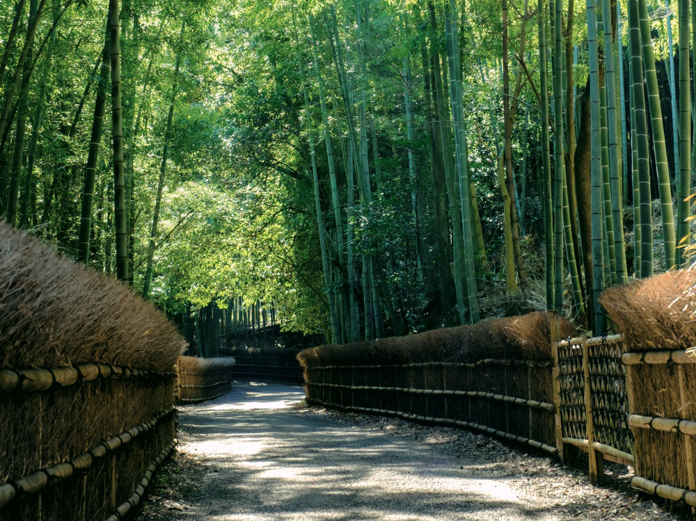 嵐山だけじゃない 京都の竹林が美しいスポット5選 Kyoto Side 知られざる 京都 の魅力を発信