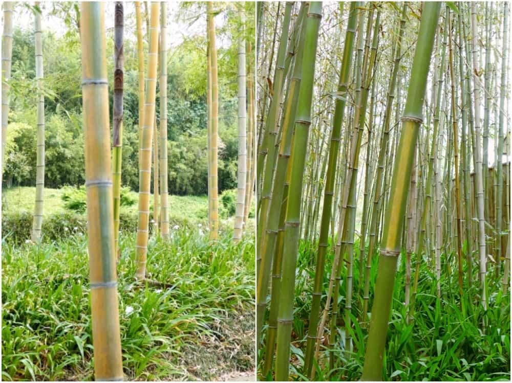 嵐山だけじゃない 京都の竹林が美しいスポット5選 Kyoto Side 知られざる 京都 の魅力を発信