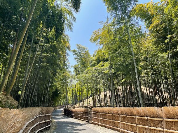 竹藪なのに庭園のような美しさ 京都向日市 竹の径 のヒミツ Kyoto Side 知られざる 京都 の魅力を発信