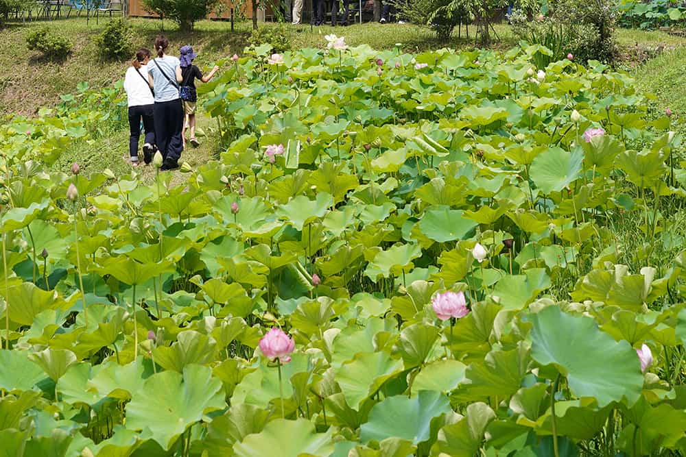 22 夏を彩る京都府の睡蓮 スイレン 蓮 ハス おすすめスポット Kyoto Side 知られざる 京都 の魅力を発信