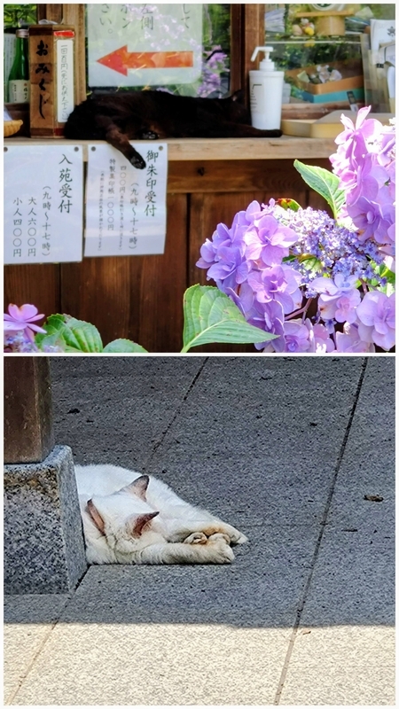 梅宮大社の夏 - kyotostory🌸