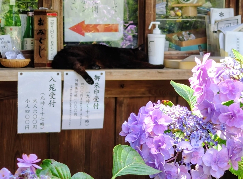 梅宮大社の夏 - kyotostory🌸