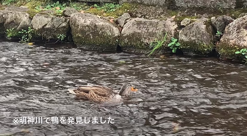 f:id:kyototrip:20201030134535j:plain