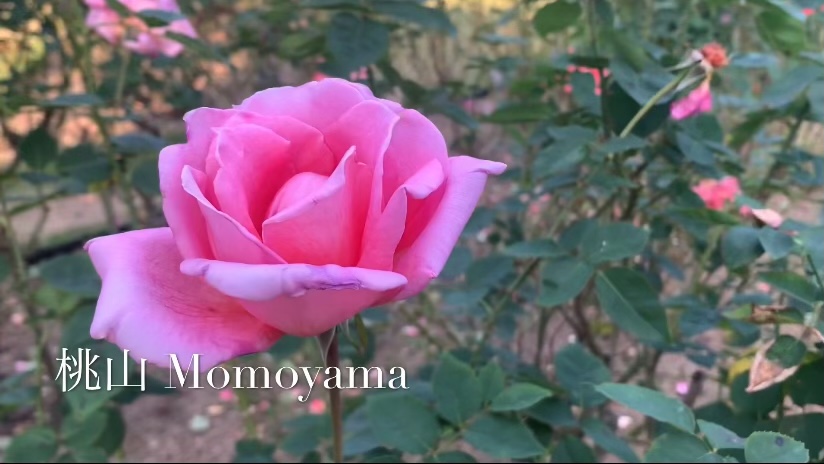 f:id:kyototrip:20201030154221j:plain