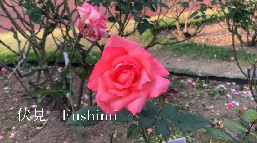 f:id:kyototrip:20201030154249j:plain