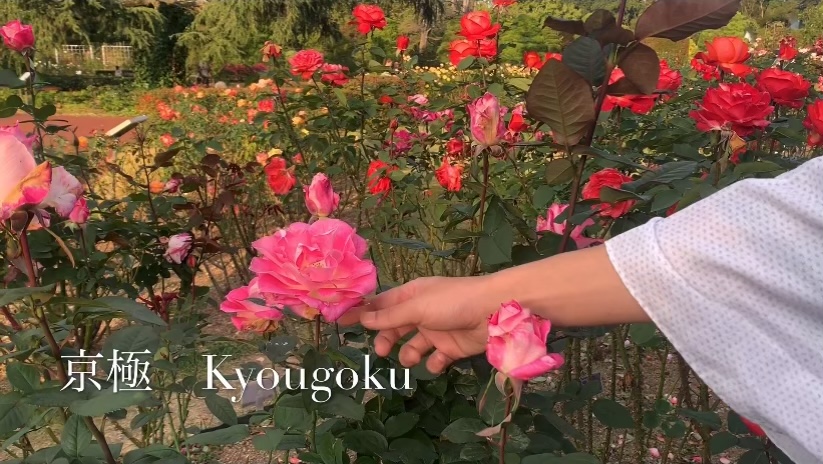 f:id:kyototrip:20201030154305j:plain