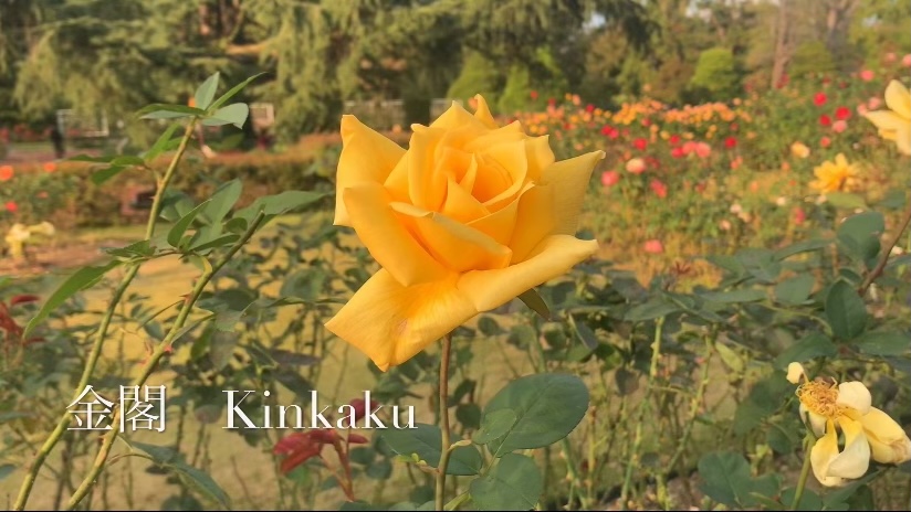 f:id:kyototrip:20201030154326j:plain